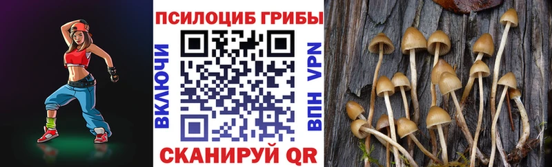 Псилоцибиновые грибы Psilocybe  Купить закладки  Сусуман 